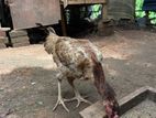 Rooster