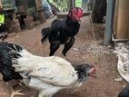 Rooster
