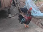 Rooster