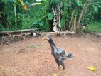 කුකුල් පැටවුන්