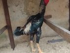 Rooster