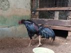 Rooster