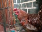 Rooster