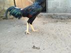 Asseel Rooster
