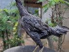 Roster Hen