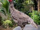Farm Hen