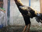 Rooster