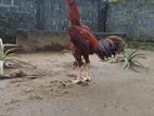 Roosters