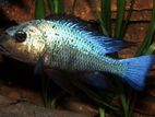 Rostratus Cichlid