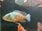 Rostratus Cichlid
