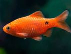 Rosy Barb