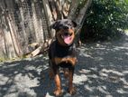 Rottweiler Female Dog