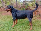 Rottweiler Female Dog