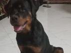 Rottweiler Puppies