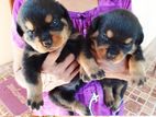 Rot Violet puppy for sale