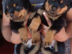 Rottweiler Puppies