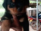 Rottweiler Puppy