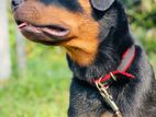 Rottweiler Female Dog