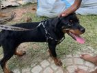 Rottweiler Dog