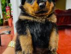 Rottweiler Puppy