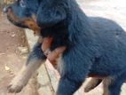 Rottweiler Dog
