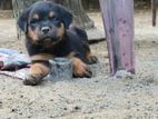 Rottweiler Puppy