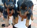 Rottweiler puppy