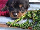 Rottweiler Puppies