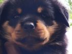 Rottweiler Puppies