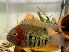 Rotkeli Severum Fish