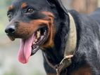 Rottweiler Dog