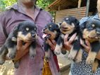 Rottweiler Puppy