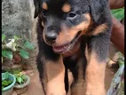 Rottweiler Puppy