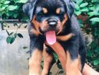 Rottweiler Puppy