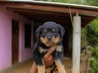 Rottweiler Puppies
