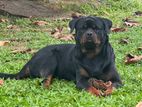 Rotteweiler for Crossing