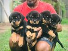 Rotteweiler