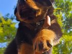 Rotteweiler Puppies