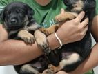 Rottweiler Puppies