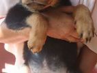 Rottweiler Puppies