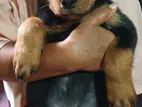 Rottweiler Puppies