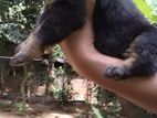 ‍රොට්වයලර් බල්ලන්