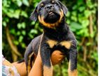 රොට්වයලර් බලු පැටවුන්