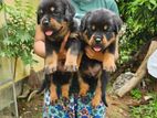 Rottweiler Puppies