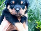 රොට්වයලර් පැටියෙක්