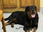 Rottweiler Puppy for Kind Home