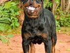 Rottweiler Dog for Crossing