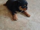 Rottweiler Puppy