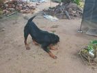 Rottweiler Dog