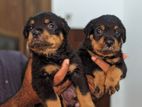 Rottweiler Puppies